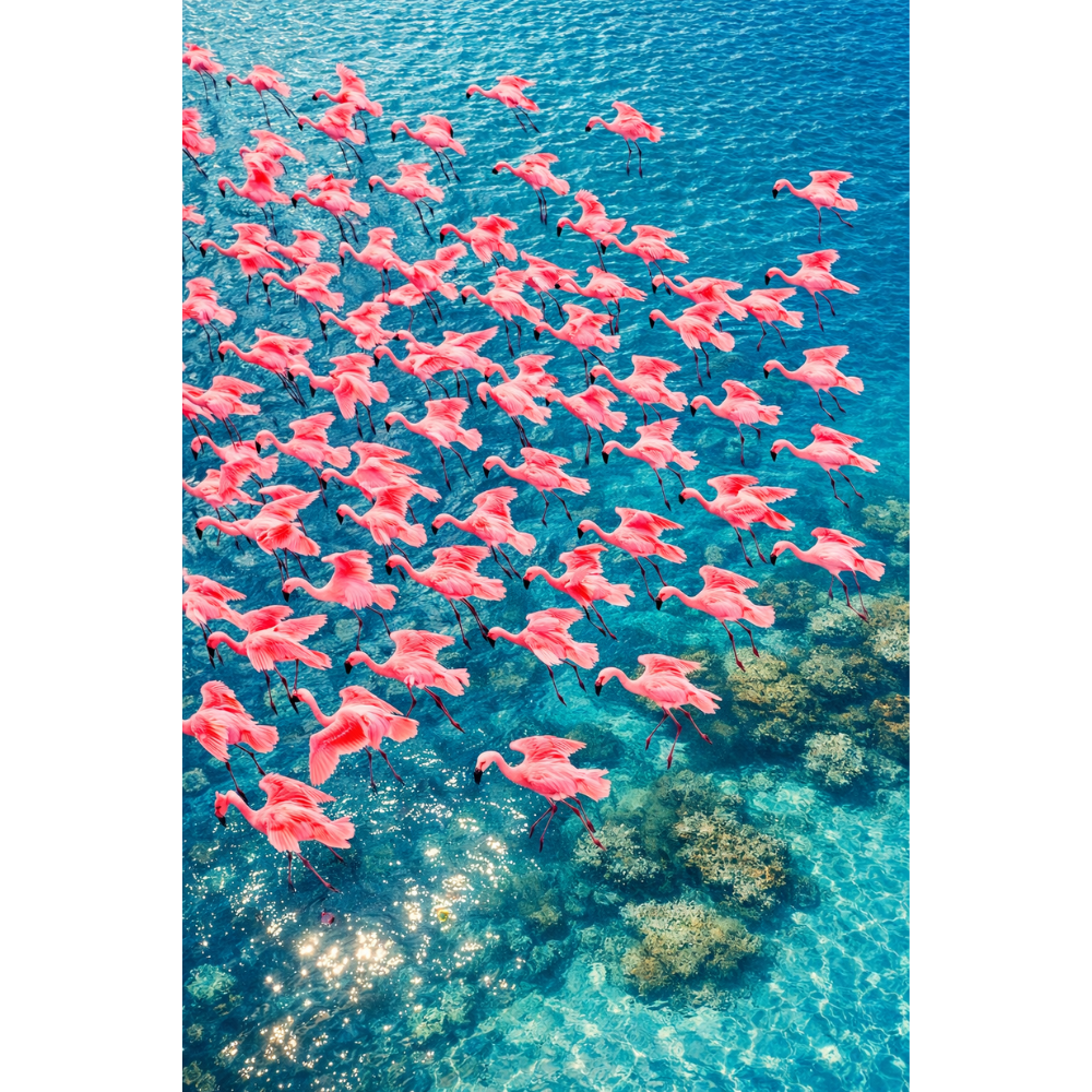 Affiche FLAMANT ROSE