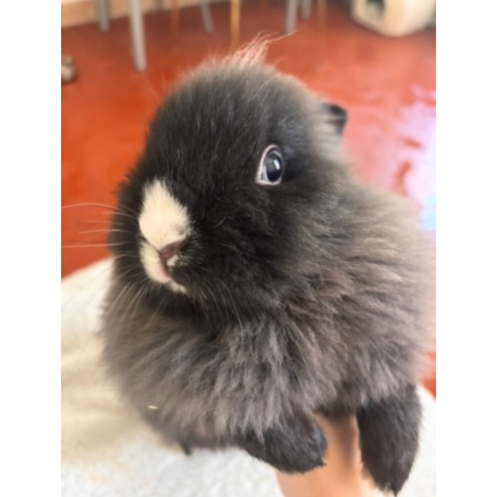 🎀Affiche MONSTERA Personnalisable 🎀